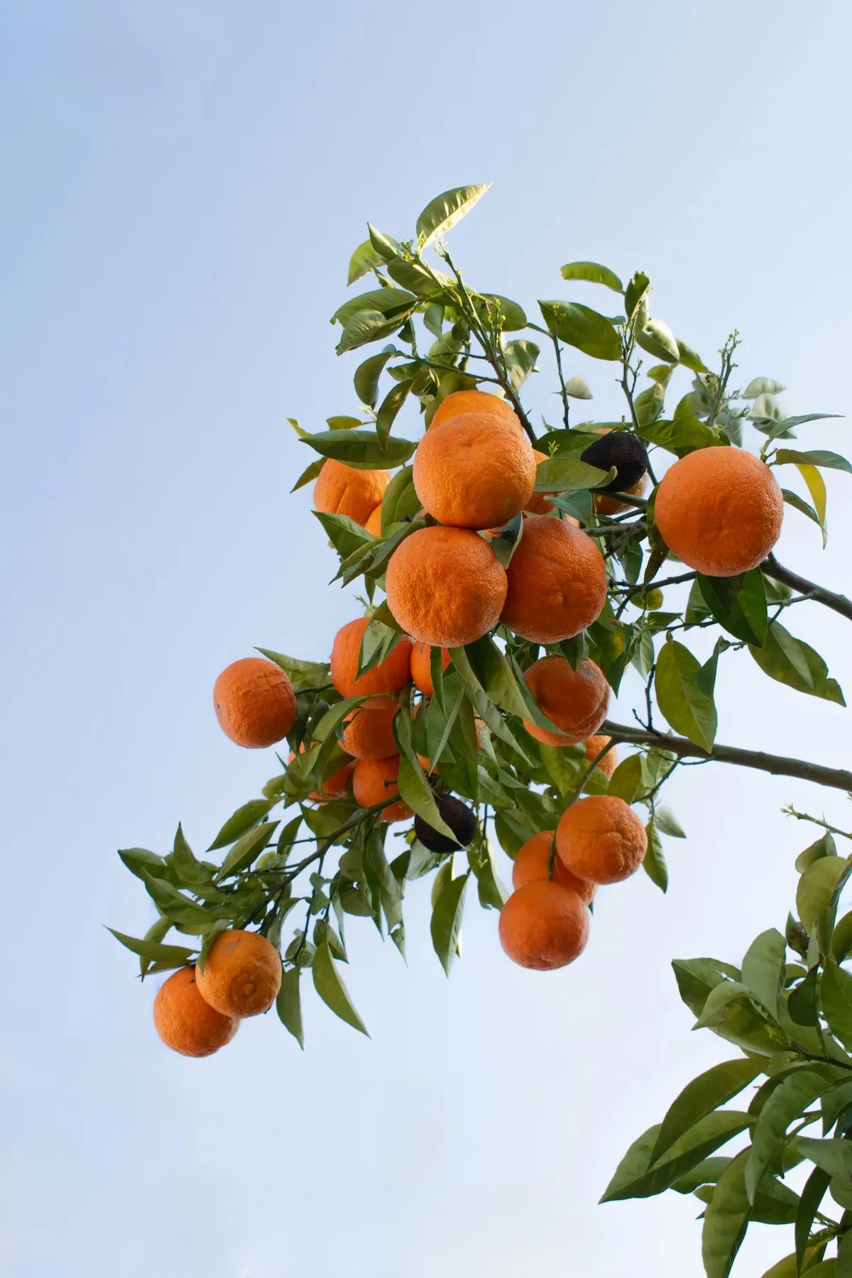 Kepez Bölgesi Tıkanıklıklarda Bitki Kökü Tehlikesi